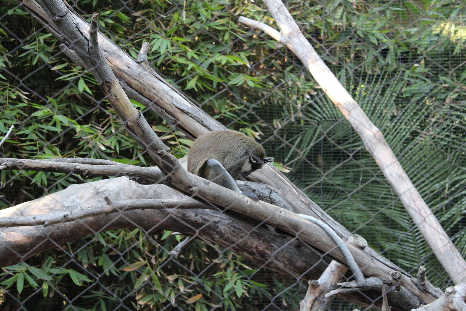 San Diego Zoo Part II 134